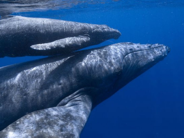 Conocer a las ballenas en vivo